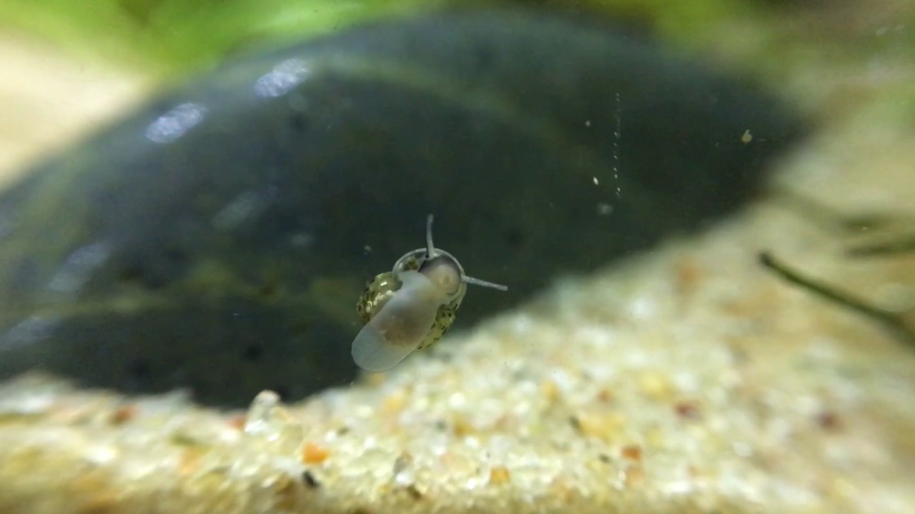 Моллюск битиния