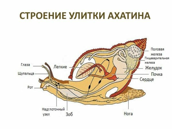 Строение улитки и спирального органа рисунок 86