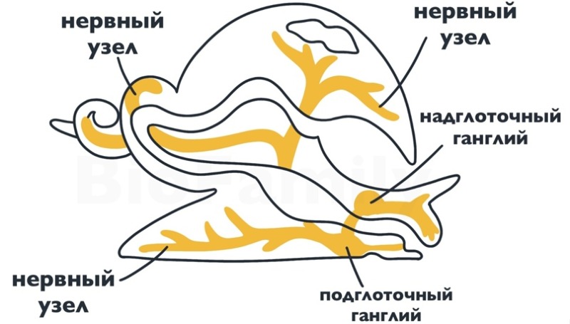 Как устроена нервная система улитки: удивительный мир в раковине